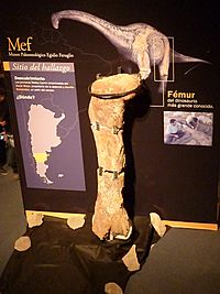Archivo:Fósiles del titanosauria del Chubut en el Museo Egidio Feruglio de Trelew 11
