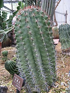 Ferocactus horridus1.jpg