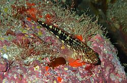Forsterygion varium 172834624 (cropped).jpg