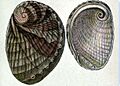 Haliotis australis 001