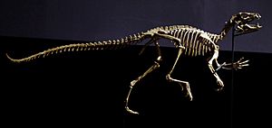 Archivo:Heterodontosaurus skeleton