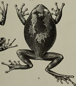 Hylambates brevipes - Annali del Museo civico di storia naturale di Genova (1905) (18406813712) (cropped).jpg