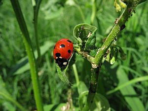 Archivo:Ladybug aphids
