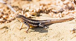 Lagartija de lava de San Cristóbal (Microlophus bivittatus), Punta Pitt, isla de San Cristóbal, islas Galápagos, Ecuador, 2015-07-24, DD 15.JPG