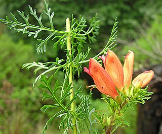 Lamourouxia multifida (10539708643).jpg