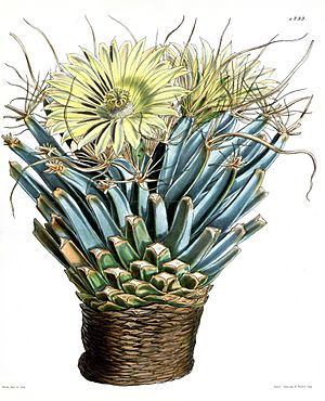 Archivo:Leuchtenbergia principis Iconotyp