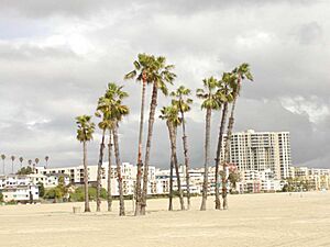 Archivo:Long beach1