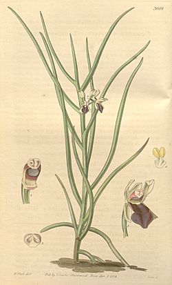Luisia microptera (as Cymbidium triste) - Curtis' 65 (N.S. 12) pl. 3648 (1839).jpg