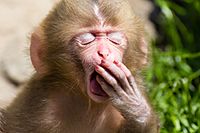 Archivo:Macaca fuscata juvenile yawning