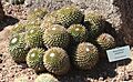 Mammillaria polythele - Desert Botanical Garden