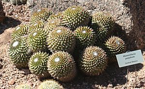 Archivo:Mammillaria polythele - Desert Botanical Garden