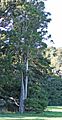 MataiTree877