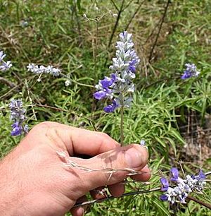Archivo:Mealy Cup Sage (Salvia farinacea)