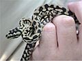 Morelia spilota