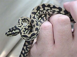 Archivo:Morelia spilota