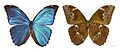 Morpho menelaus huebneri MHNT Male