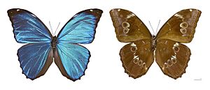 Archivo:Morpho menelaus huebneri MHNT Male