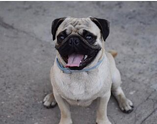 My pug.jpg