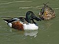 Northern Shoveler (Anas clypeata) RWD1