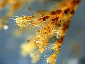 Archivo:Obelia-Hydrozoa-at40x