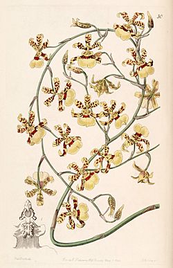 Oncidium sphacelatum - Edwards vol 28 (NS 5) pl 30 (1842).jpg