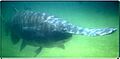 Paddlefish