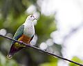 Palau Fruit Dove Ptilinopus pelewensis photographed on Babeldaob Palau in 2013 by Devon Pike