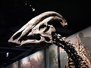 Archivo:Parasaurolophus skull FMNH