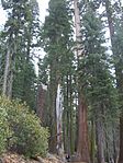 Parque Nacional Sequoia3570