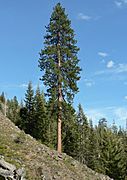 Pinus ponderosa 15932