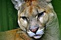 Puma concolor. Costa Rica