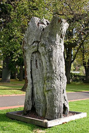Archivo:Scarred tree Fitzroy Gardens