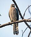 Shikra1