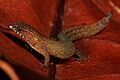 Sphaerodactylus parthenopion 002