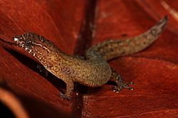 Sphaerodactylus parthenopion 002.jpg