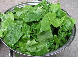 Archivo:Spinach leaves