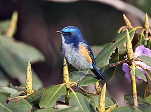 Archivo:Tarsiger rufilatus (Male) I IMG 7295