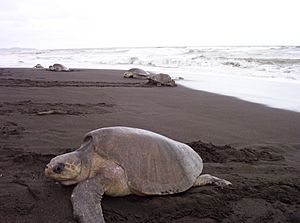 Archivo:Tortuga lora