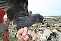 Tristams storm petrel