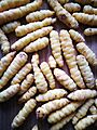 Tubérculo de Oca