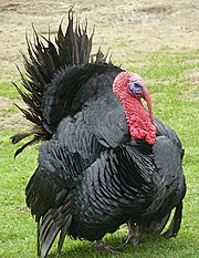 Archivo:Turkey bird J2