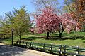 USA-NYC-Central Park0