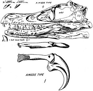 Archivo:Velociraptor mongoliensis type skull and jaws