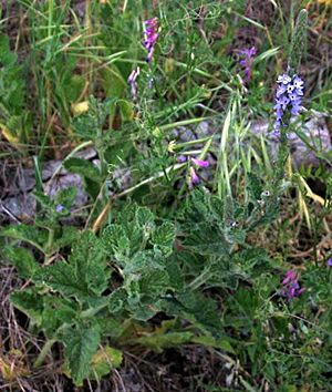 Archivo:Verbena lasiostachys 001