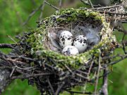 Archivo:Vermillion Flycatcher Nest with Eggs (17515987)