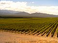 Viñedos en la prov. de San Juan, Argentina