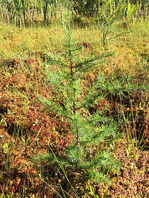 Archivo:2015-08-20 17 12 40 Tamarack seedling in a sphagnum bog adjacent to Taborton Road (Rensselaer County Route 42) in Sand Lake, New York
