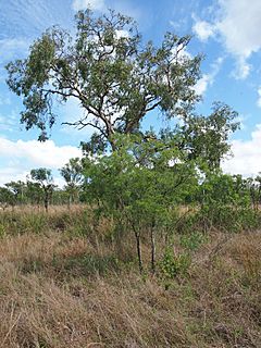 Archivo:Acacia bidwillii and Corymbia dallachiana