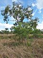 Acacia bidwillii and Corymbia dallachiana