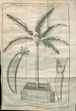 Archivo:Acta Eruditorum - III musa arabum pala plinii, 1734 – BEIC 13446956